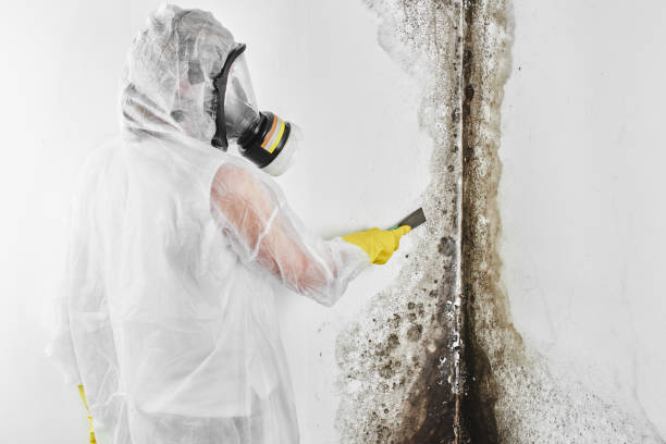 Best Mold Remediation for Specific Building Types in Holt, MI