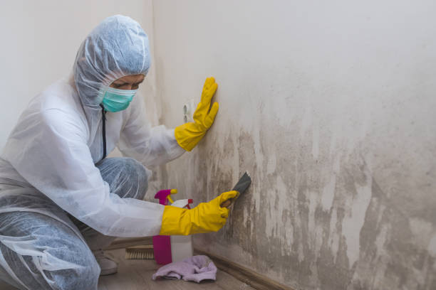Best Kitchen Mold Remediation in Holt, MI