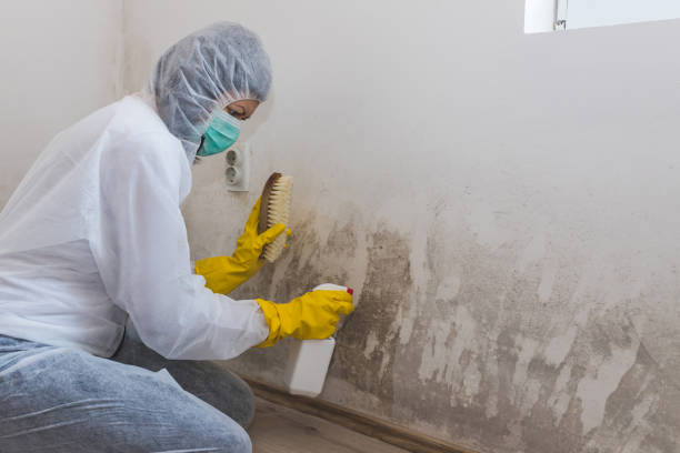 Professional Mold Remediation in Holt, MI
