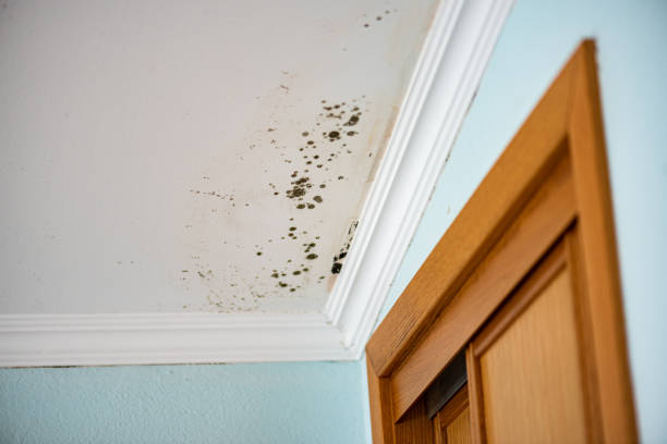 Best Basement Mold Remediation in Holt, MI