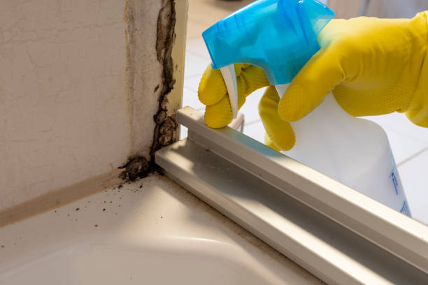 Best Kitchen Mold Remediation in Holt, MI
