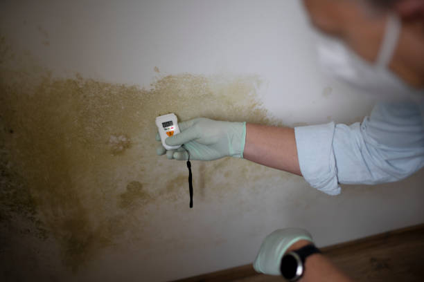 Best Insurance-Related Mold Remediation in Holt, MI