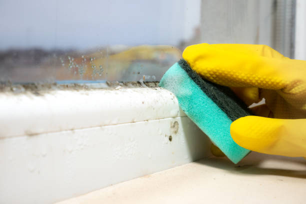 Best White Mold Remediation in Holt, MI