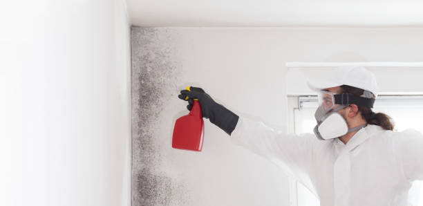 Best Residential Mold Remediation in Holt, MI