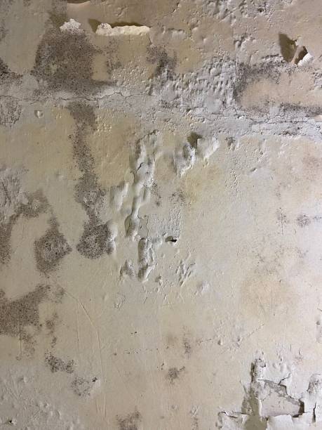 Best Mold Testing and Inspection Services in Holt, MI