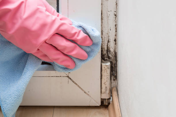 Best Localized Mold Remediation (e.g., coastal areas, humid climates) in Holt, MI